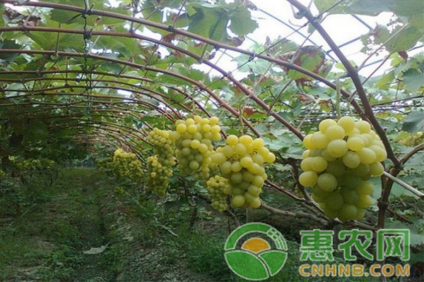 葡萄价格多少钱一斤？10月12日国内葡萄主产区收购价格行情