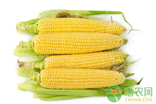 今日玉米价格多少钱？10月12日玉米价格最新行情分析