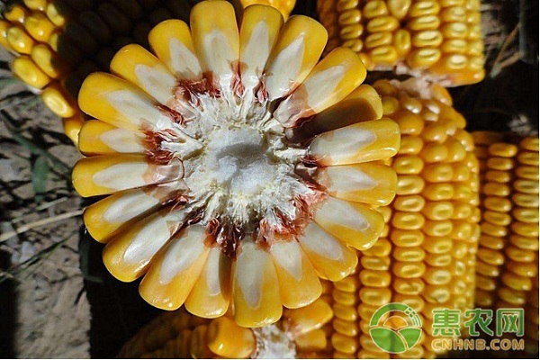 今日玉米价格多少钱？10月12日玉米价格最新行情分析
