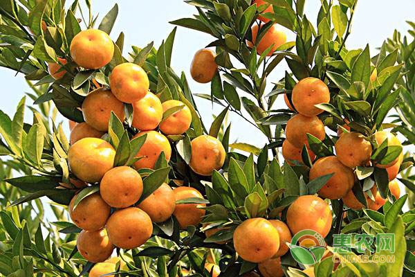 柑橘树如何修剪?柑橘修剪技术及注意事项-惠农