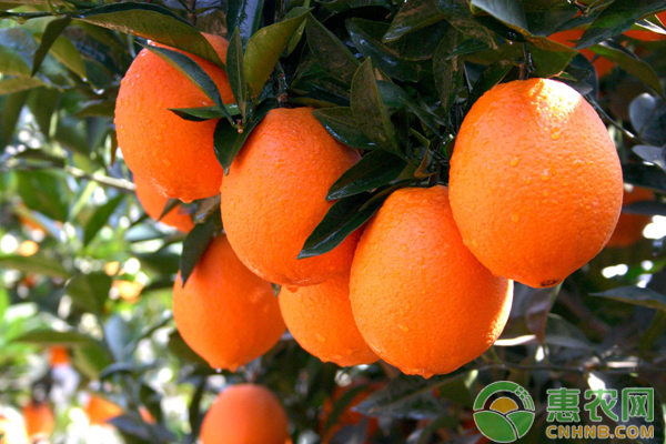 柑橘种植技巧:想要着色好该怎么做-惠农学堂-惠
