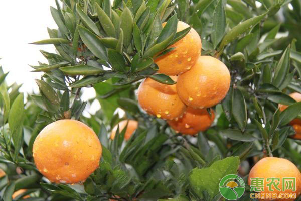 柑橘种植技巧:想要着色好该怎么做-惠农学堂-惠