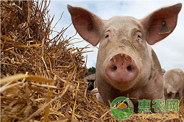 六朵金花回乡创业记：养猪让她们年赚千万！