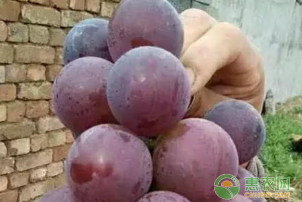 这些个品种你都有种植过吗？可以先了解一下