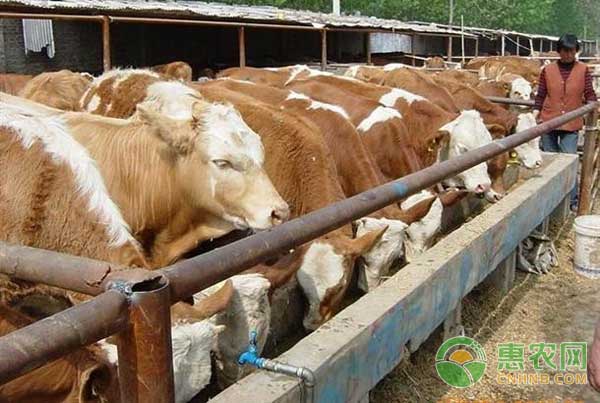 10月19日猪价肉、牛肉、白条鸡、白条鸭、鹅蛋、商品鹅、淘汰老鹅价格行情