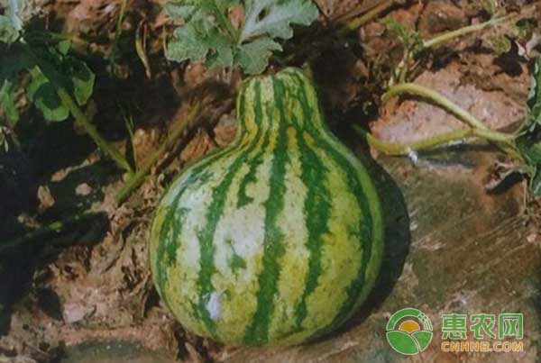 西瓜种植如何防治葫芦形瓜、扁平瓜、歪瓜等畸
