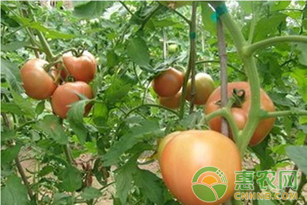 2017年10月20日西红柿主产地市场批发价格最新行情分析