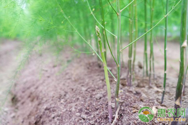 泰和县发展芦笋种植项目助力脱贫