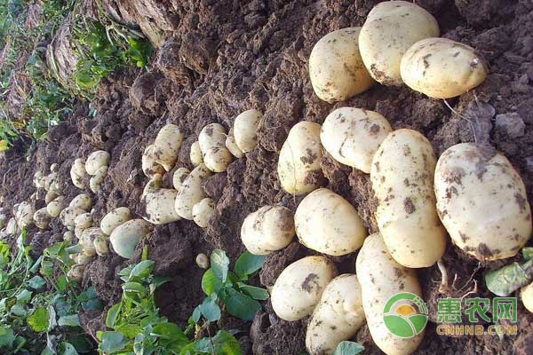 土豆收购价多少钱一斤？10月23日土豆市场收购价格