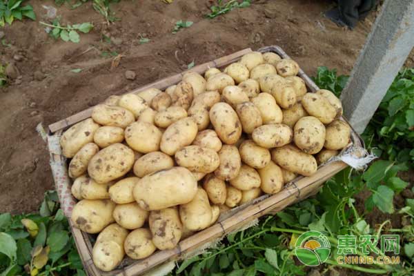 土豆收购价多少钱一斤？10月23日土豆市场收购价格