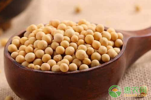 大豆生产者补贴标准为每亩173.46元 