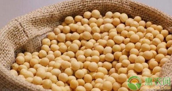 最新大豆价格