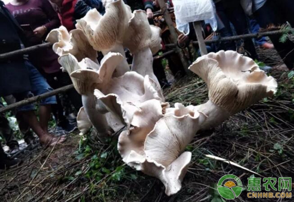 巨型野生蘑菇王