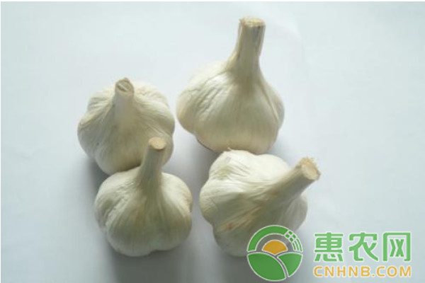 <a href='https://www.cnhnb.com/p/dasuan/' class='j-href' target='_blank'><span style='color:#FF8001'>大蒜价格</span></a>今年还会涨吗？10月25日大蒜价格最新行情及走势分析