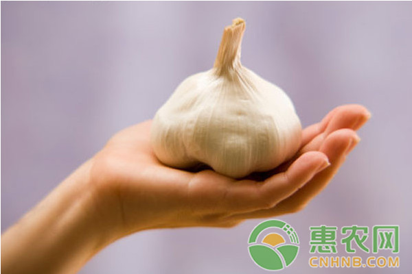 大蒜价格今年还会涨吗？10月25日大蒜价格最新行情及走势分析