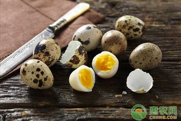 10月25日鹌鹑蛋、鹅蛋价格汇总