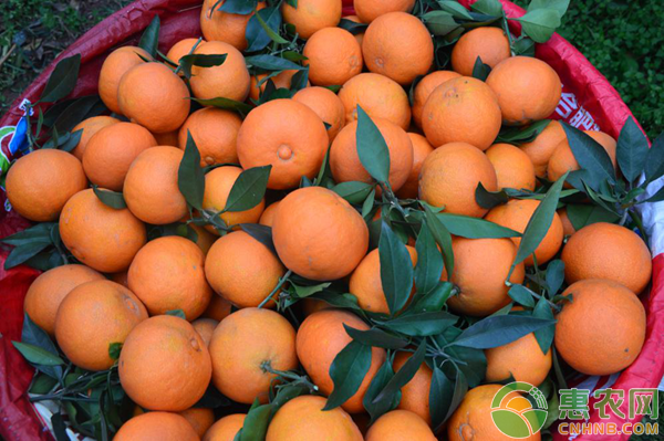 柑橘节投票开启 | 为果农投票点赞,助力中国农业