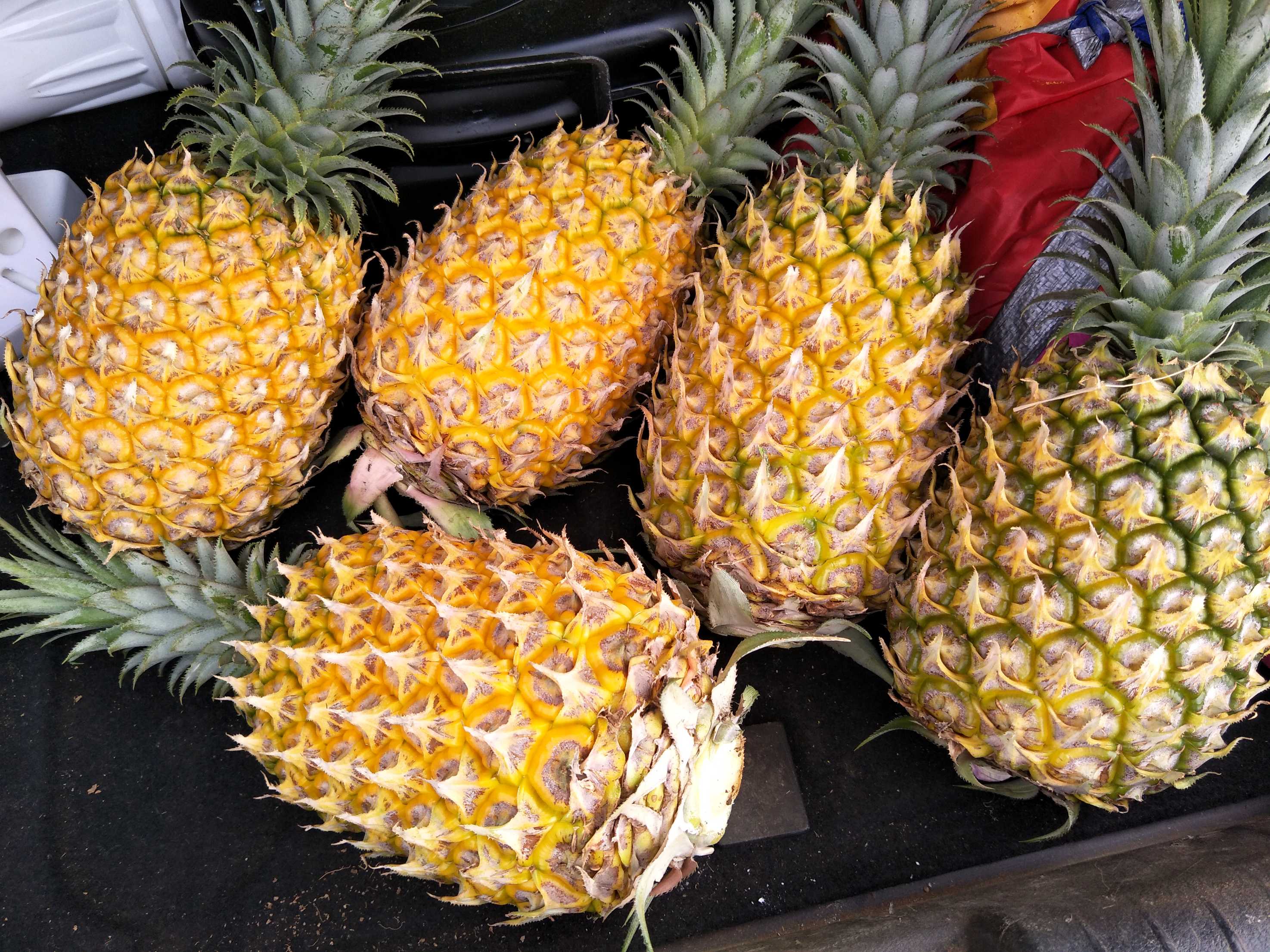 "菲律宾"(巴厘)菠萝 2 - 2.5斤