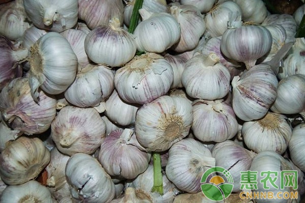 2017年10月27日全国大蒜价格最新行情：大蒜价格再次下跌！
