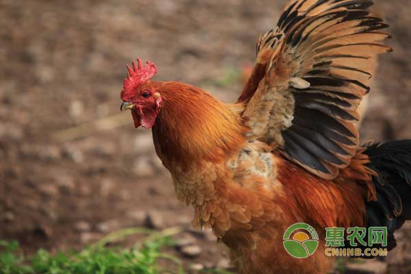 10月30日猪肉、牛肉、羊肉、家禽最新行情报价！