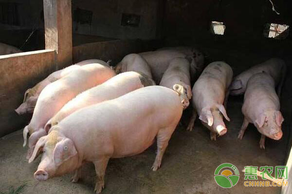 黑猪肉比白猪肉好吃吗，为什么?