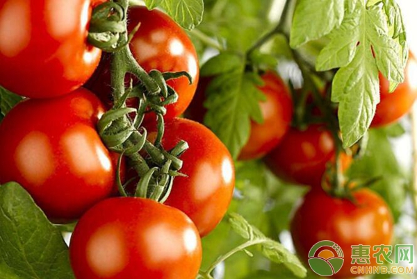 西红柿主产区市场收购价格