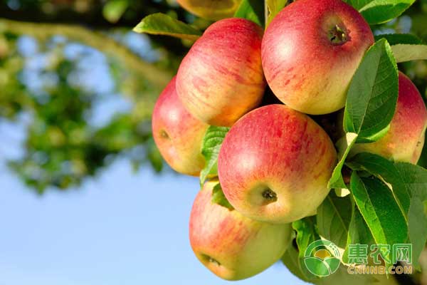 11月1日苹果市场行情：膜袋苹果近期开始上市