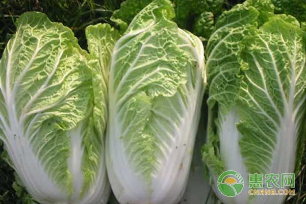 11月01日白菜主产区市场收购价