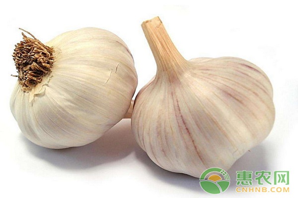 2017年11月12日全国大蒜产地批发市场收购<a href='https://www.cnhnb.com/t/163989.html' class='j-href' target='_blank'><span style='color:#FF8001'>价格行情</span></a>汇总