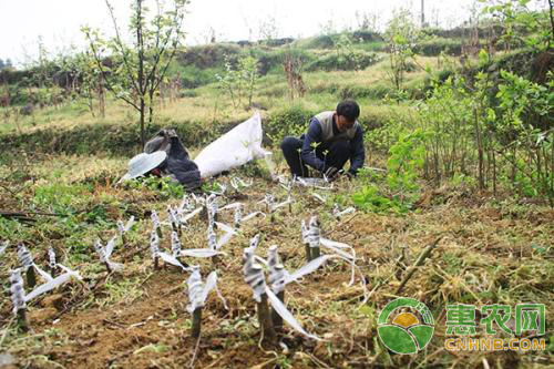 鏋滄爲楂樹骇瀚佹帴鎶€鏈? align= 鏋滄爲楂樹骇瀚佹帴鎶€鏈? width=