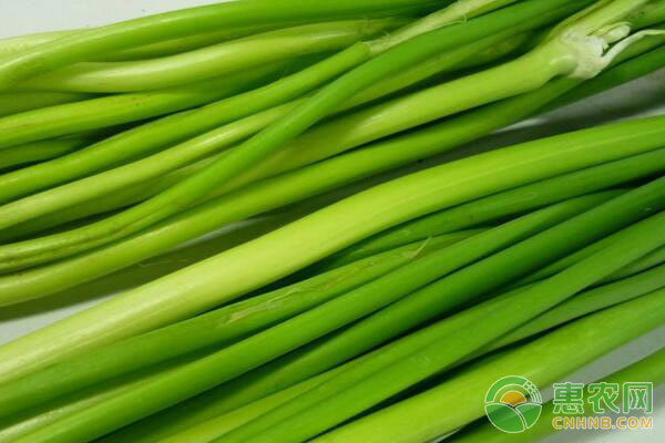 金乡蒜薹多少钱一斤?11月3日国内主产区蒜薹价格行