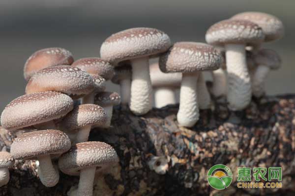 11月4日香菇行情：今日各地香菇价格稳定