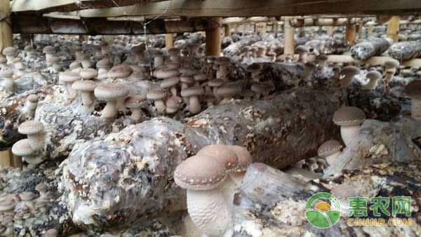 11月4日香菇行情：今日各地香菇价格稳定