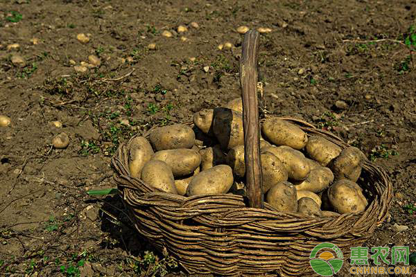 马铃薯<a href='https://www.cnhnb.com/t/163989.html' class='j-href' target='_blank'><span style='color:#FF8001'>价格行情</span></a>
