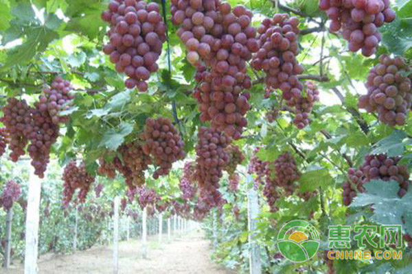 葡萄种植项目