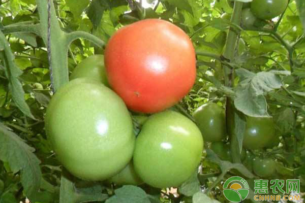 薄膜农法种出超甜番茄西红柿