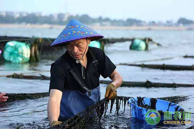 紫菜怎么养殖紫菜的种类及其育种方法