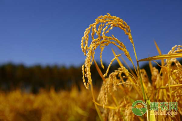 11月7日黑龙江地区玉米、大豆、粳稻价格行情