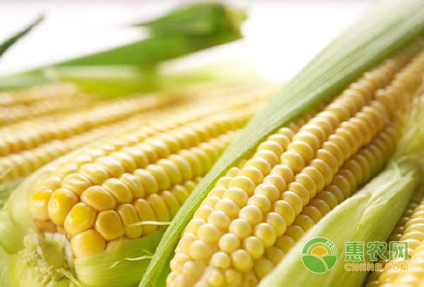 11月7日黑龙江地区玉米、大豆、粳稻价格行情