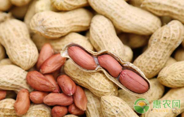 11月9日花生价格行情：花生各产区价格行情强弱不一