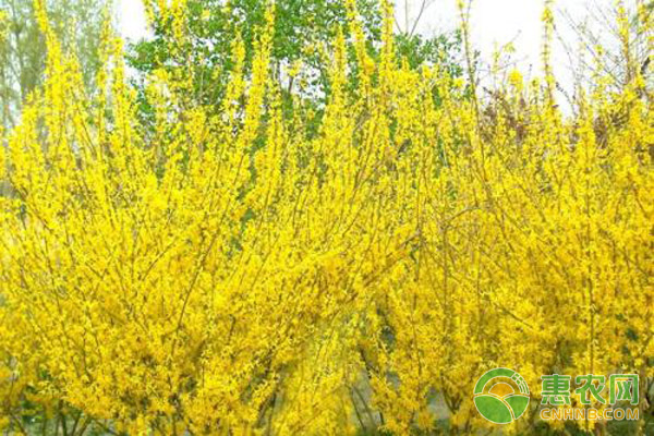 连翘种植技术,<a href='https://www.cnhnb.com/p/lianqiaoo/' class='j-href' target='_blank'><span style='color:#FF8001'>连翘批发</span></a>