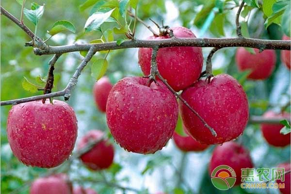 11月10日苹果市场行情：中下等货发货量较大
