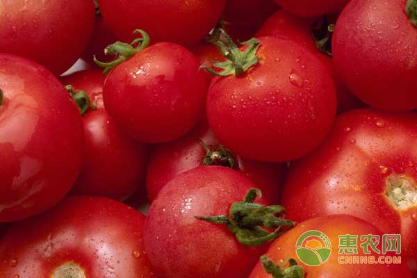 西红柿收购价多少钱一斤？11月13日西红柿产区行情