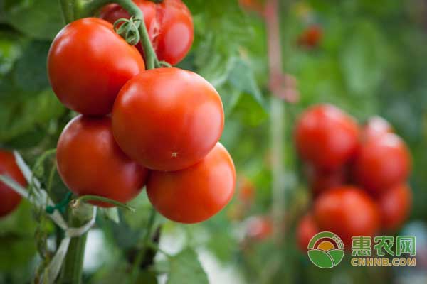 西红柿收购价多少钱一斤？11月13日西红柿产区行情