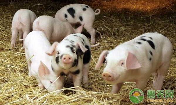 养猪经验分享:保健用阿莫西林、治疗用替米考