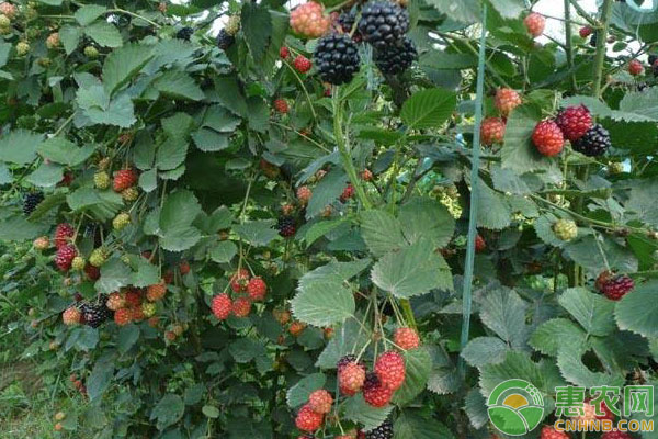 种植树莓