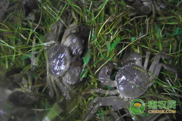 11月20日各地大闸蟹、鲢鱼、草鱼、鳊鱼价格