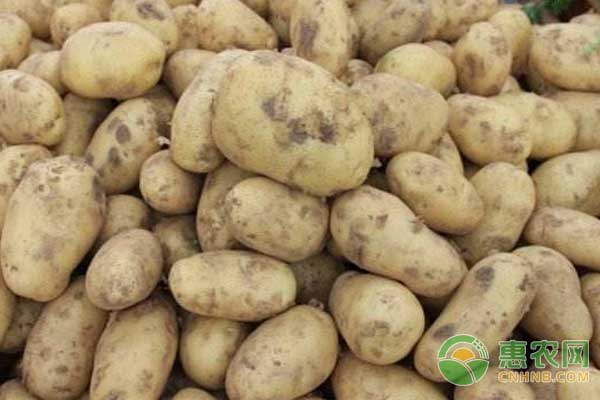 2017年11月21日全国土豆价格行情汇总