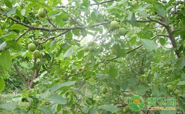 野三关镇发展核桃种植产业，结出“扶贫硕果”