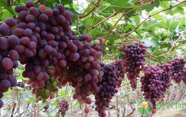 1亩葡萄滴灌施肥有标准 种植葡萄高产有诀窍-